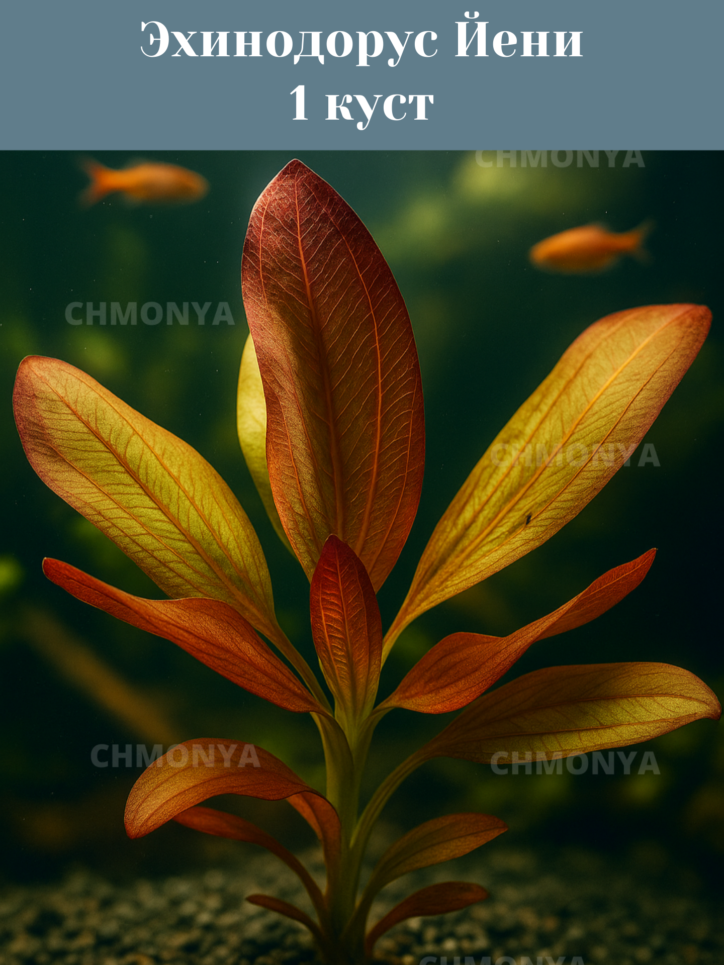 Эхинодорус Йени (Echinodorus yeni)