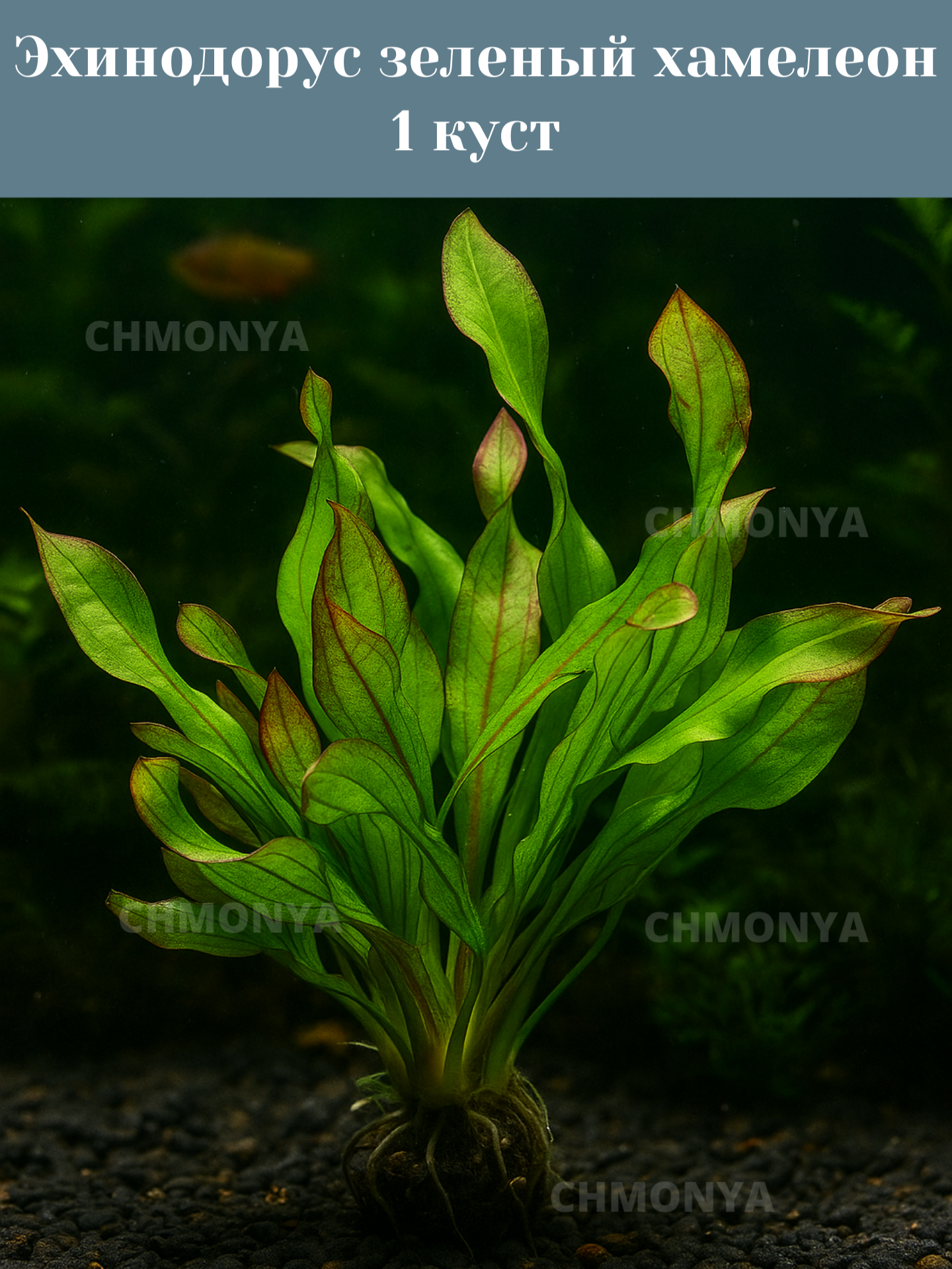 Эхинодорус зеленый хамелеон