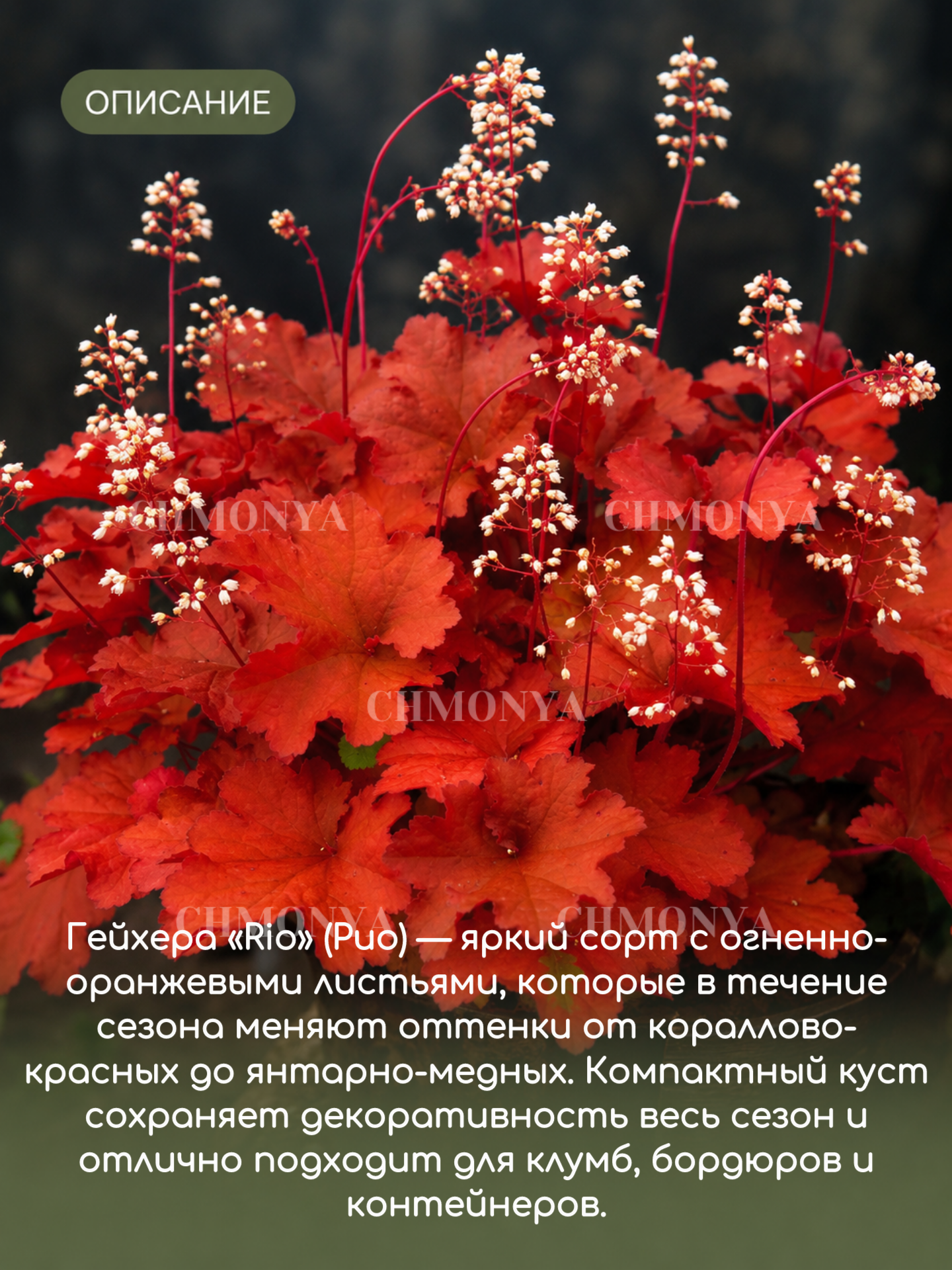 Гейхера Рио