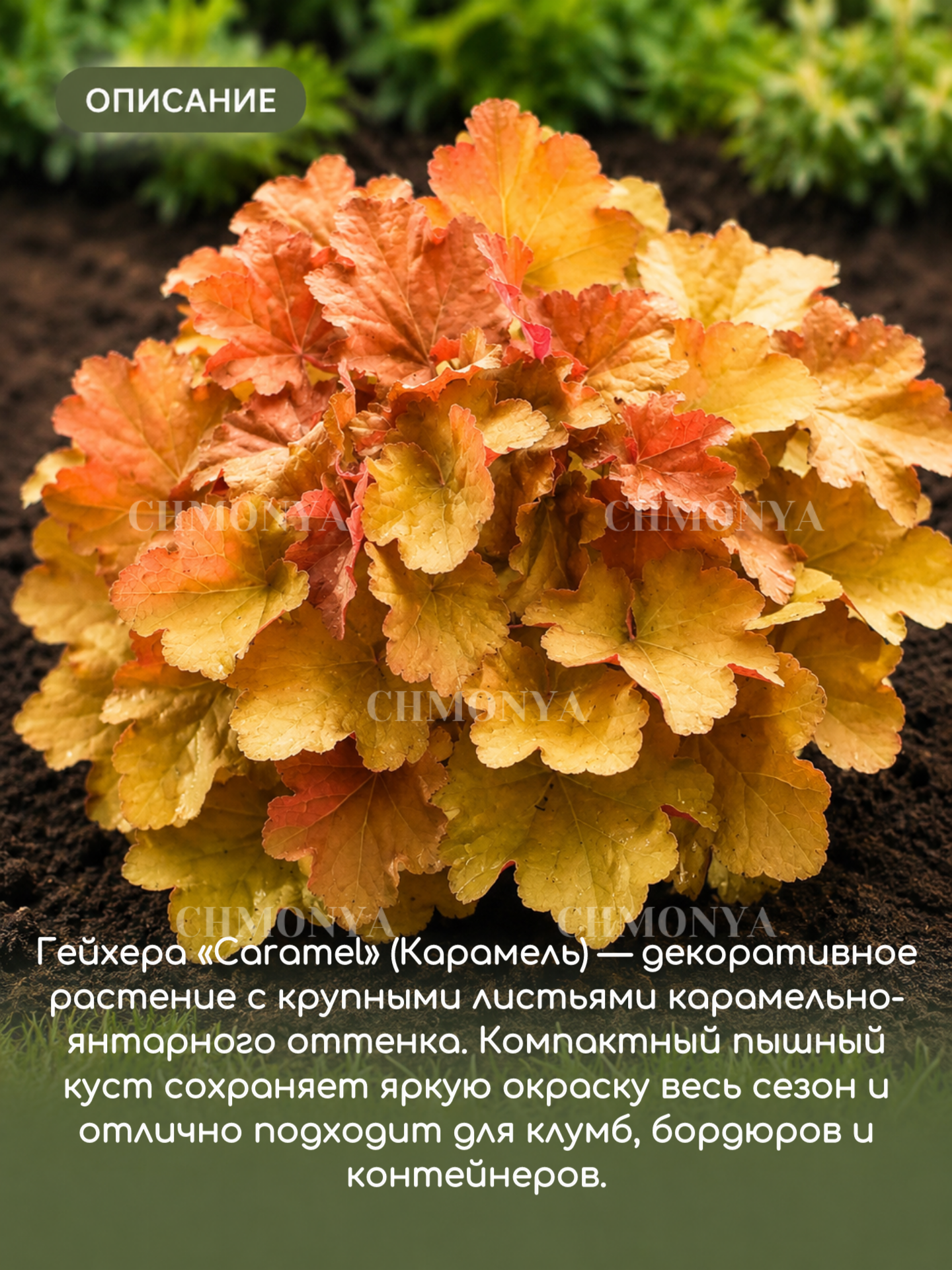 Гейхера гибридная карамель