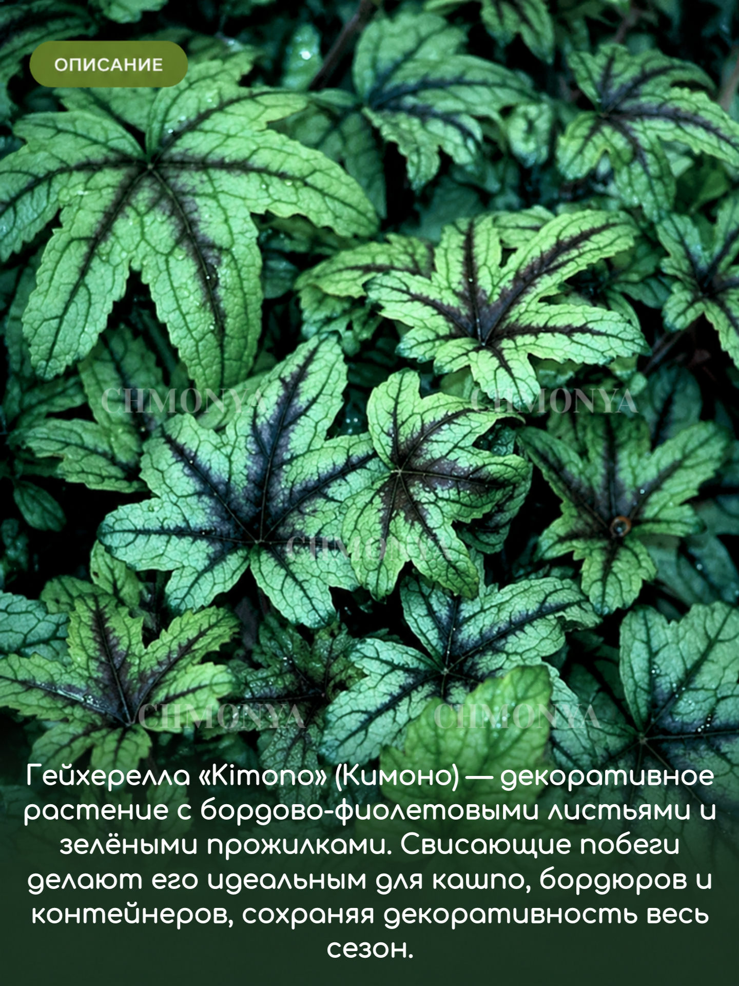 Гейхерелла Кимоно