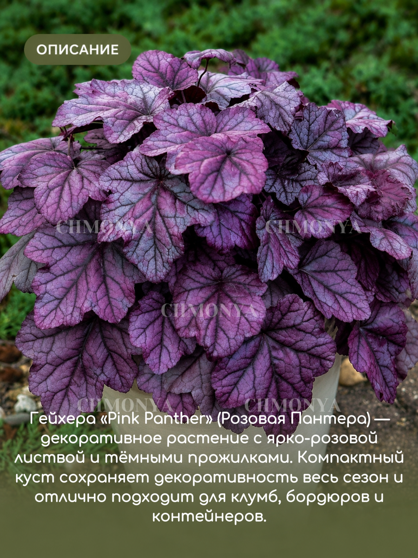Гейхера Розовая Пантера