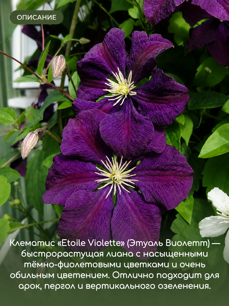 Клематис Этуаль Виолет