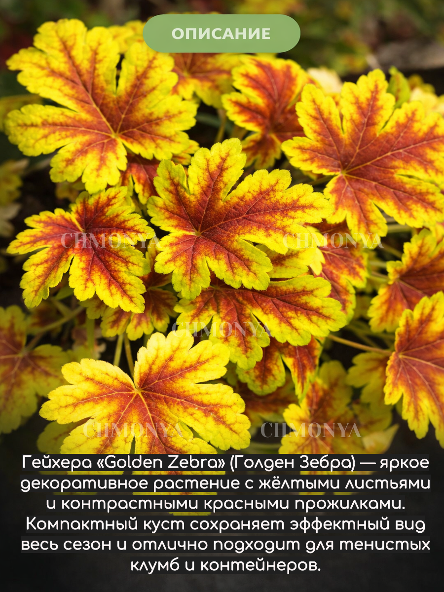 Гейхера Золотая зебра