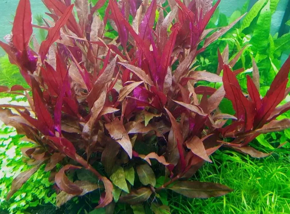 Альтернатера Розафолия (Alternatera Rosaefolia)