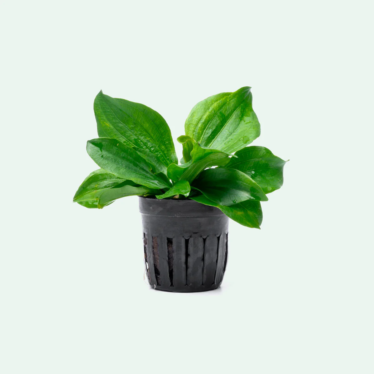 Эхинодорус Габриэля