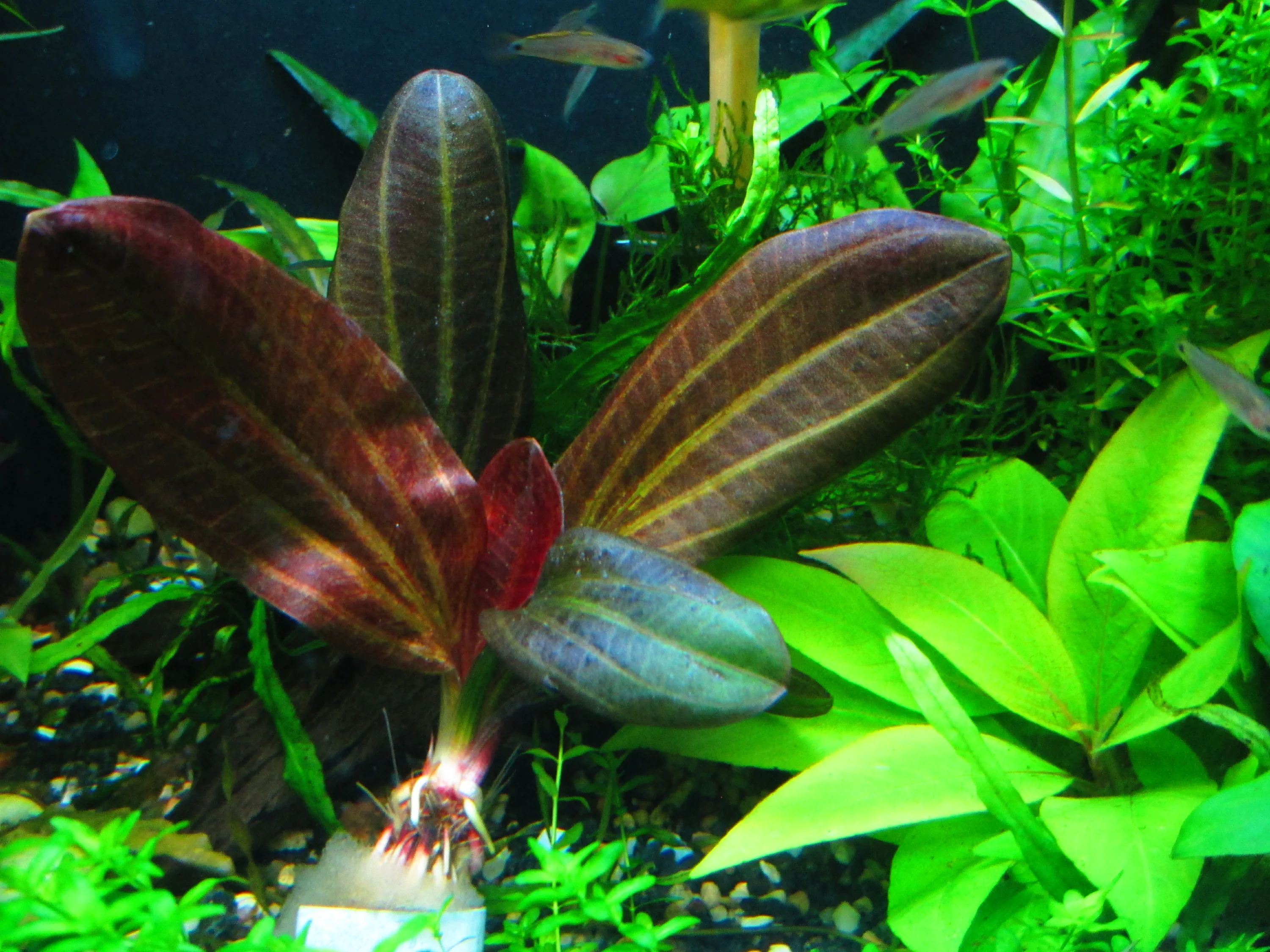Эхинодорус Красный жемчуг (Echinodorus hadi 'Red Pearl')