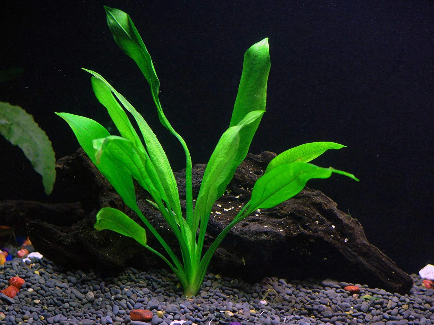 Эхинодорус Мадаленгенсис (Echinodorus madalengensis)