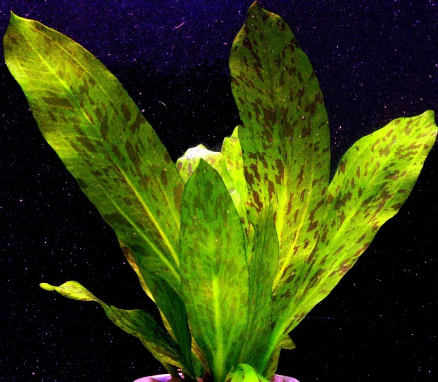 Эхинодорус Оцелот Нэрроу Мини (Echinodorus Ozelot Narrow Mini)