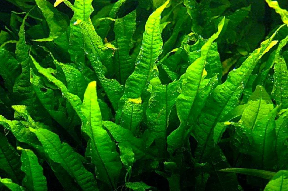 Таиландский Папоротник Узколистный (Microsorum pteropus Narrow)