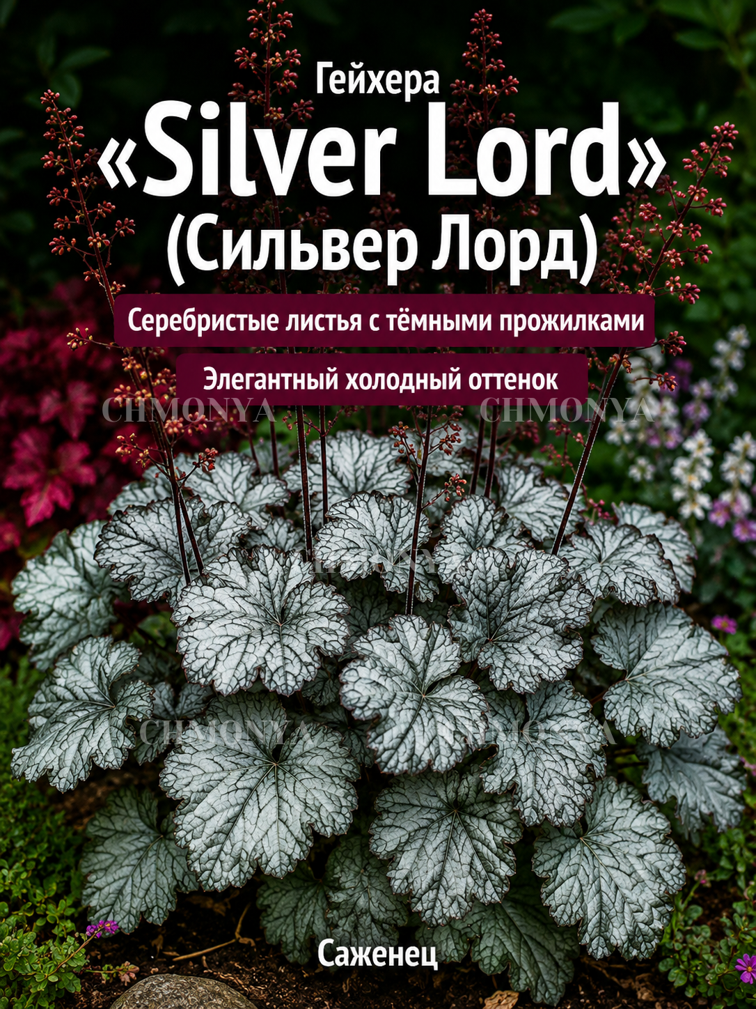 Гейхера Сильвер Лорд