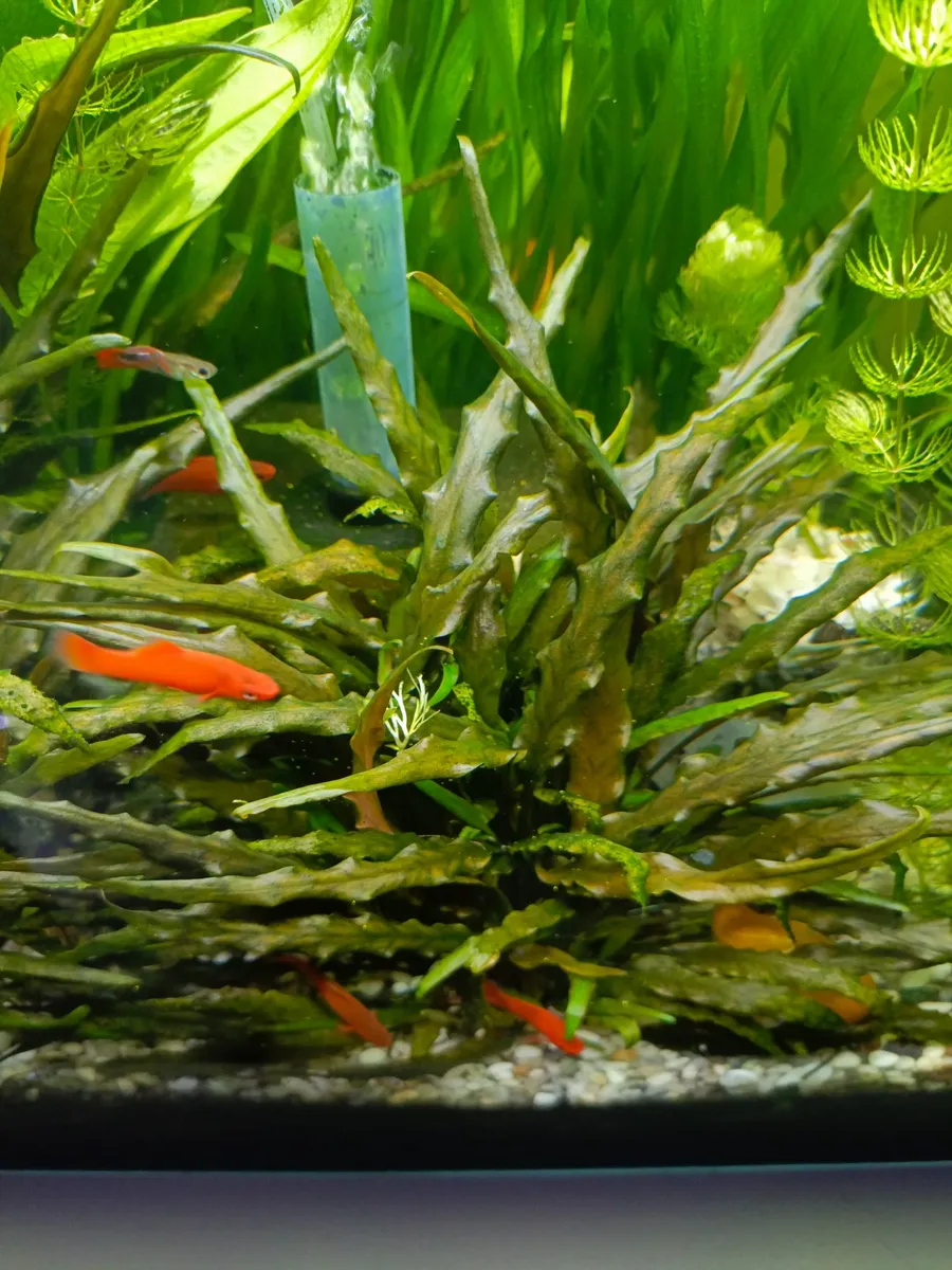 Таиландский папоротник “Флейм” (Microsorum pteropus "Flame")