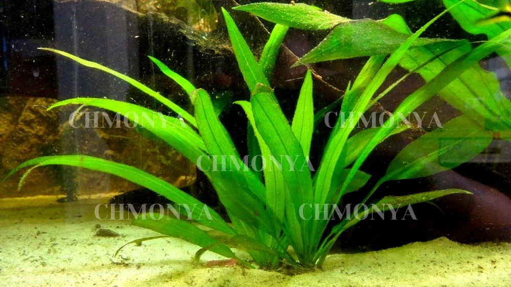 Эхинодорус Амазонка (Echinodorus amazonicus)