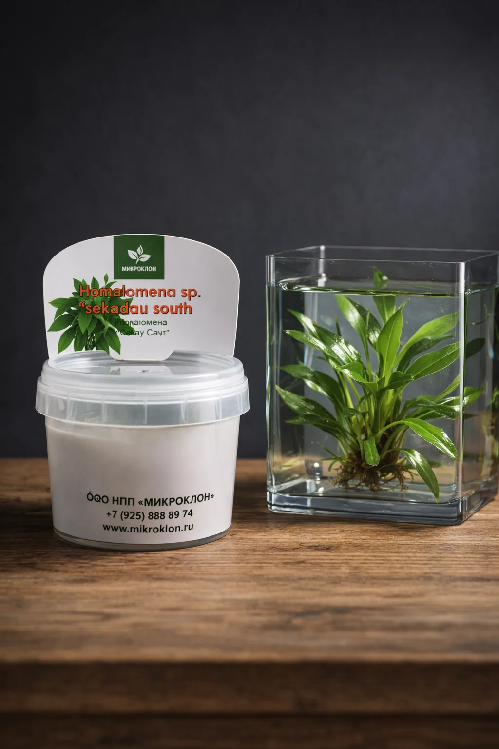 папоротник тайский