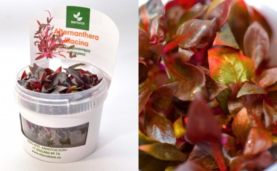 Альтернантера Лилацина (Alternanthera lilacina)