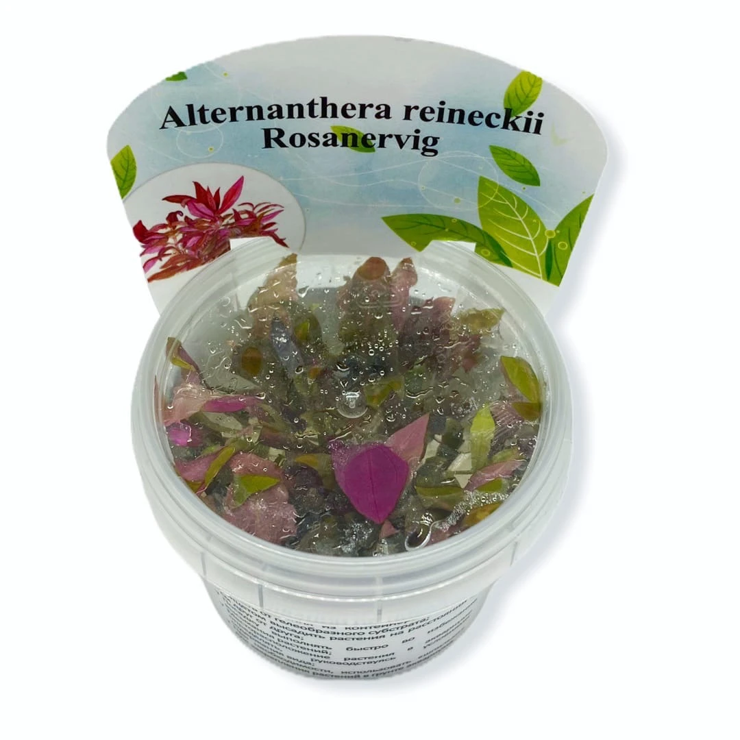 Альтернантера Розанервиг (Alternanthera reineckii Rosanervig)