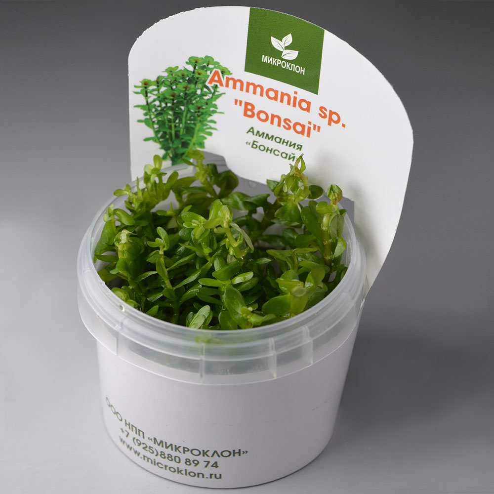 Амманния Бонсай (Ammannia Bonsai)