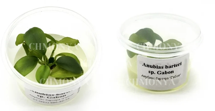 Анубиас Габон (Anubias Gabon)