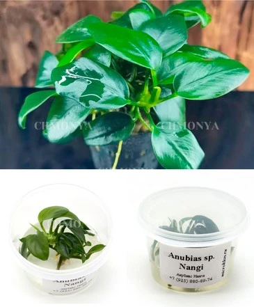 Анубиас Нанги (Anubias Nangi)