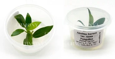 Анубиас Панголино (Anubias Pangolino)
