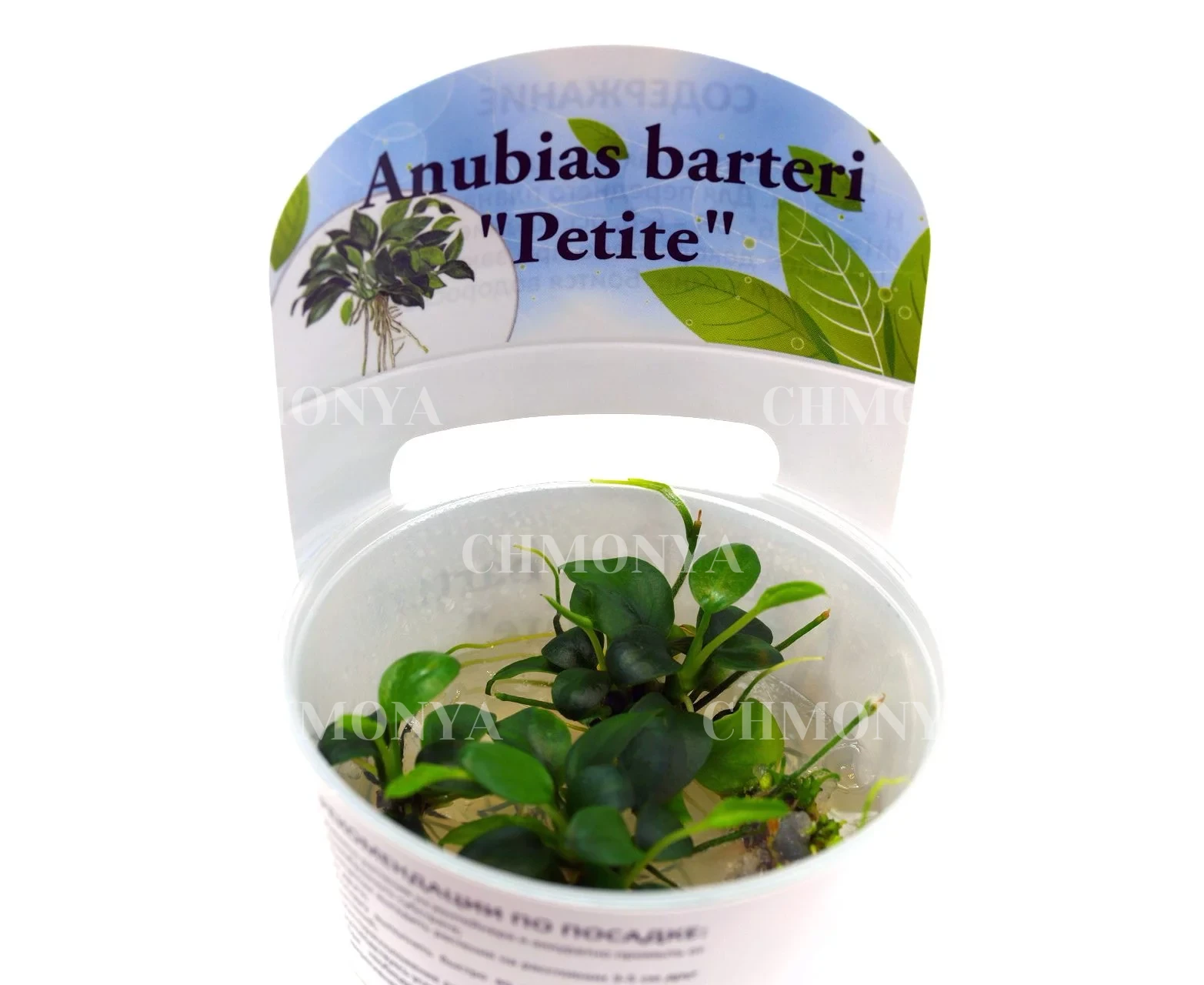 Анубиас Петит (Anubias Petite)