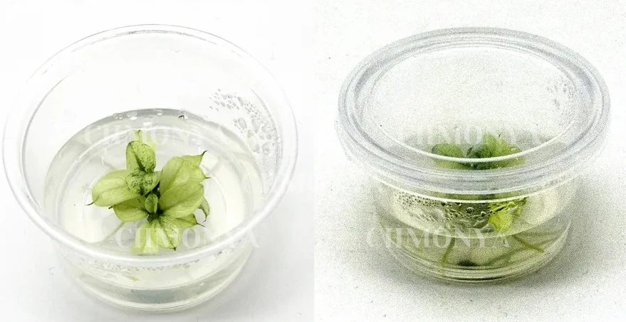 Анубиас Пинто (Anubias Pinto)