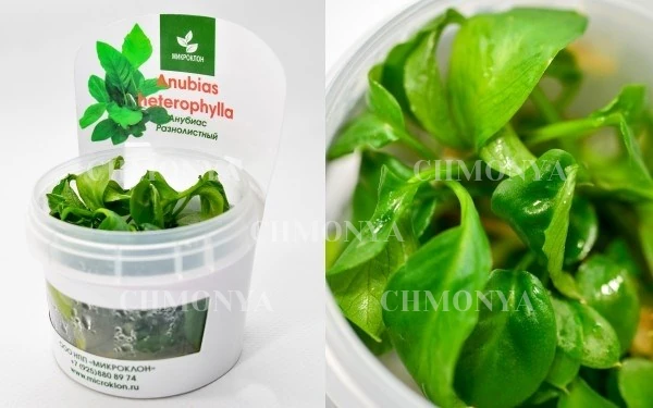 Анубиас Разнолистный (Anubias heterophylla)