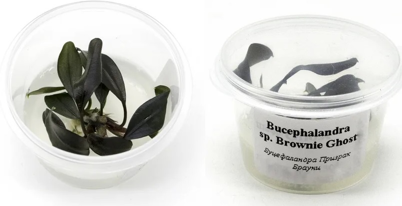 Буцефаландра Брауни Призрак (Bucephalandra Brownie Ghost)