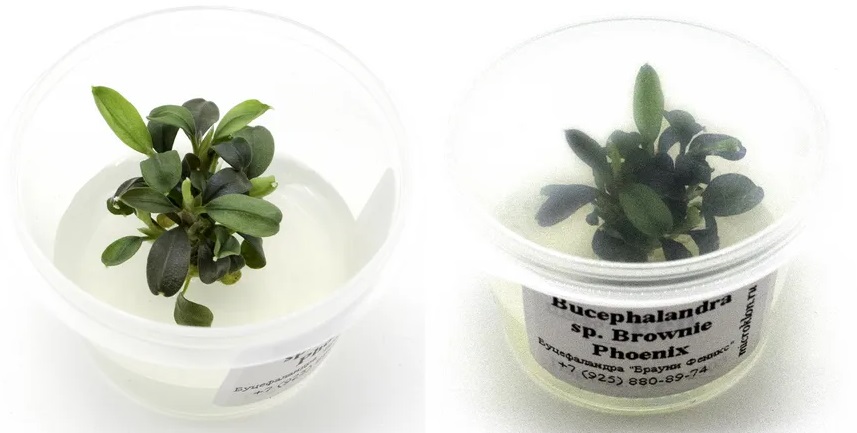 Буцефаландра Брауни Феникс (Bucephalandra Brownie Phoenix)