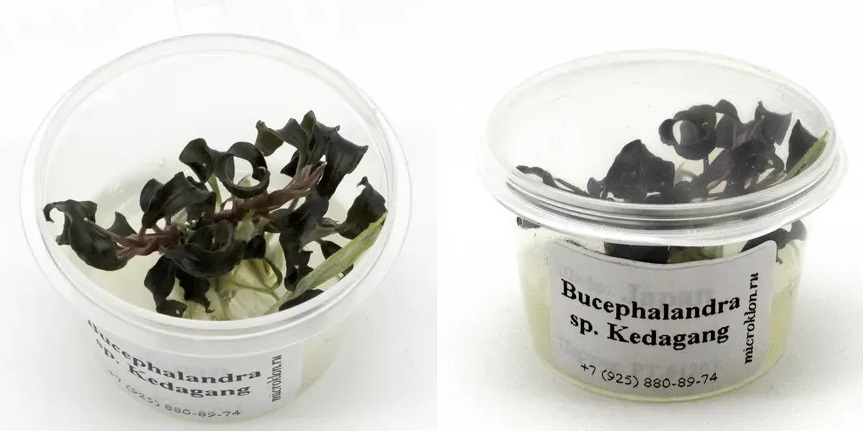 Буцефаландра Кедаганг (Bucephalandra Kedagang)