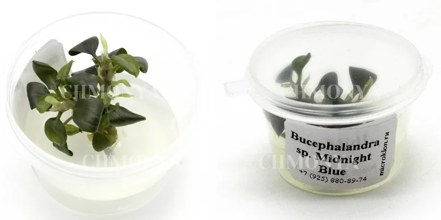 Буцефаландра Мид Найт Блю (Bucephalandra Midnight Blue)