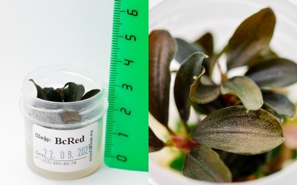 Буцефаландра Ред Мини (Bucephalandra Red Mini)