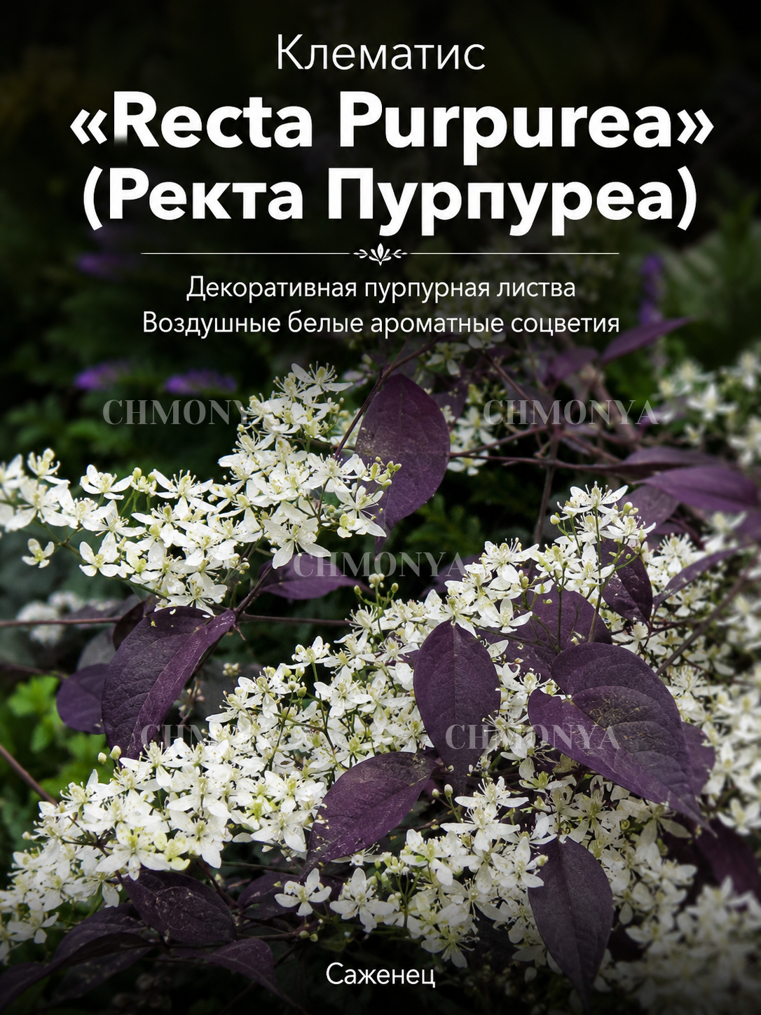 Клематис Пурпурея Ректа