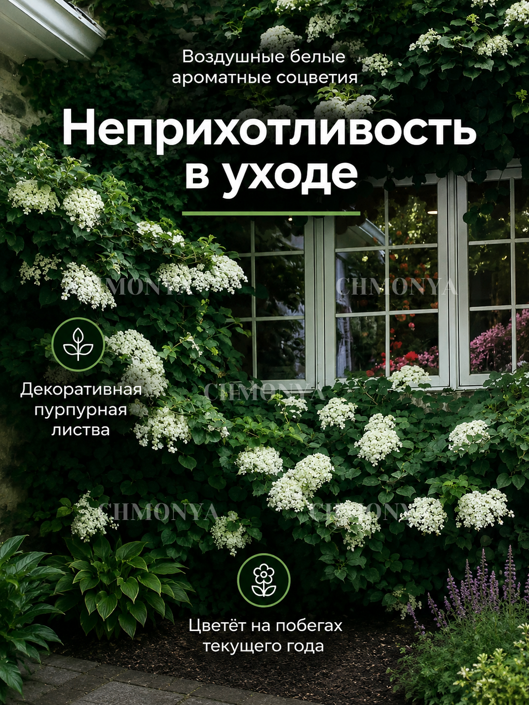 Гортензия Черешковая Зимний Подарок