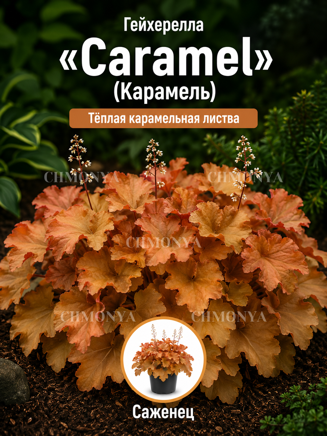 Гейхера гибридная карамель