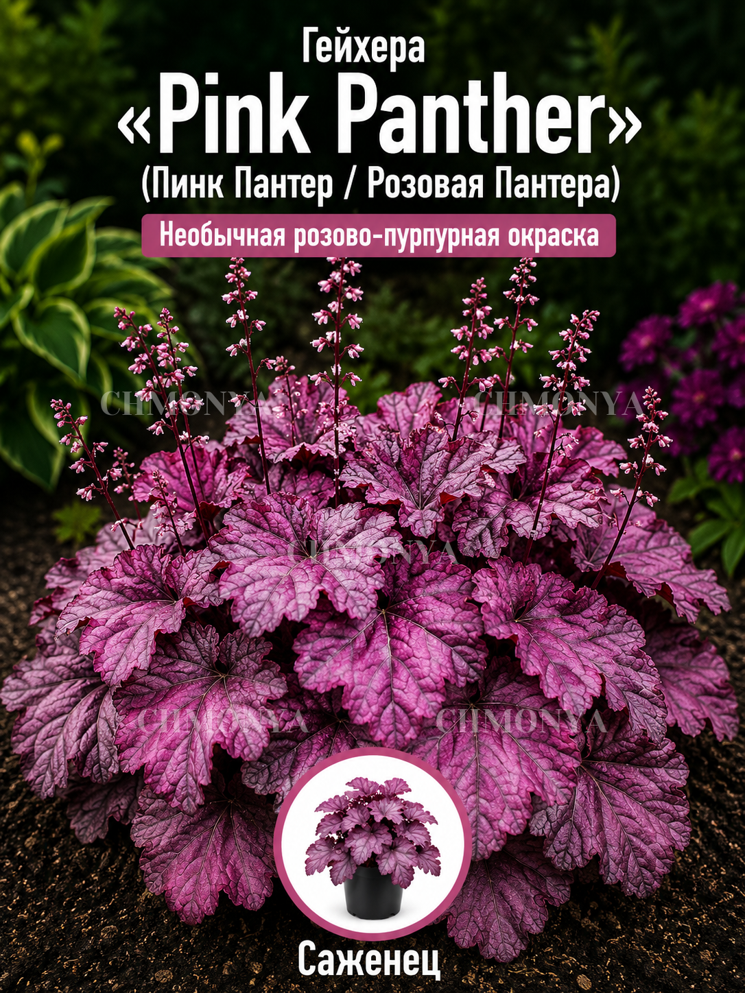 Гейхера Розовая Пантера