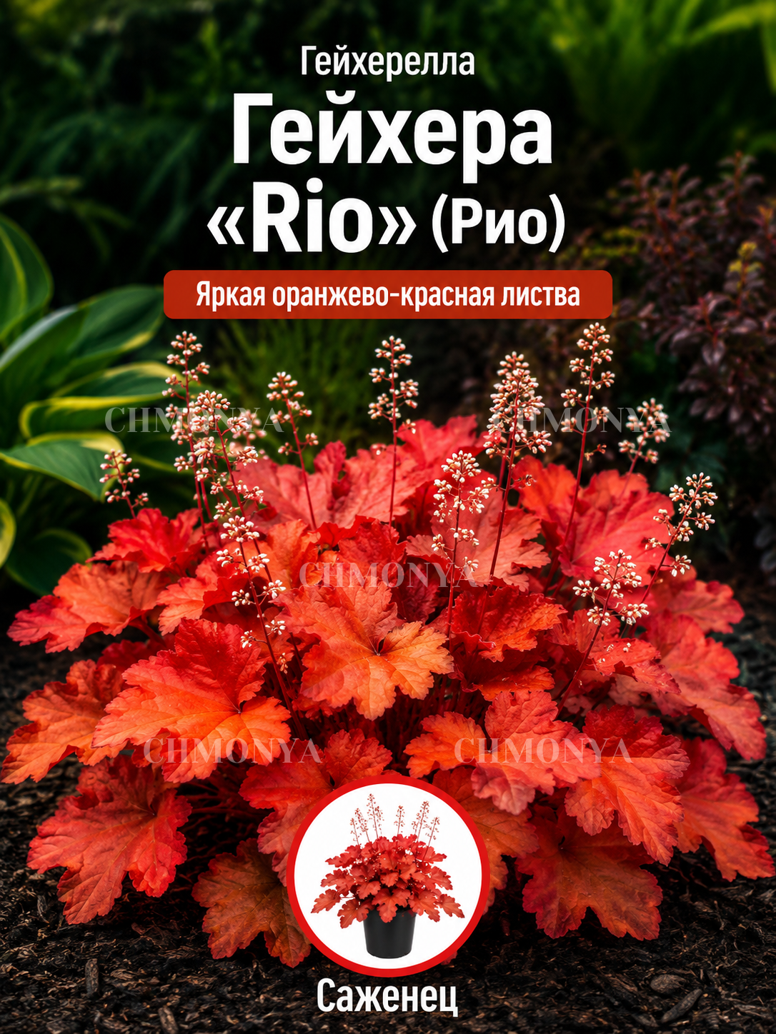 Гейхера Рио
