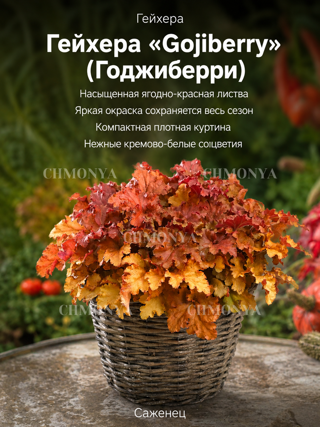 Гейхера Годжиберри