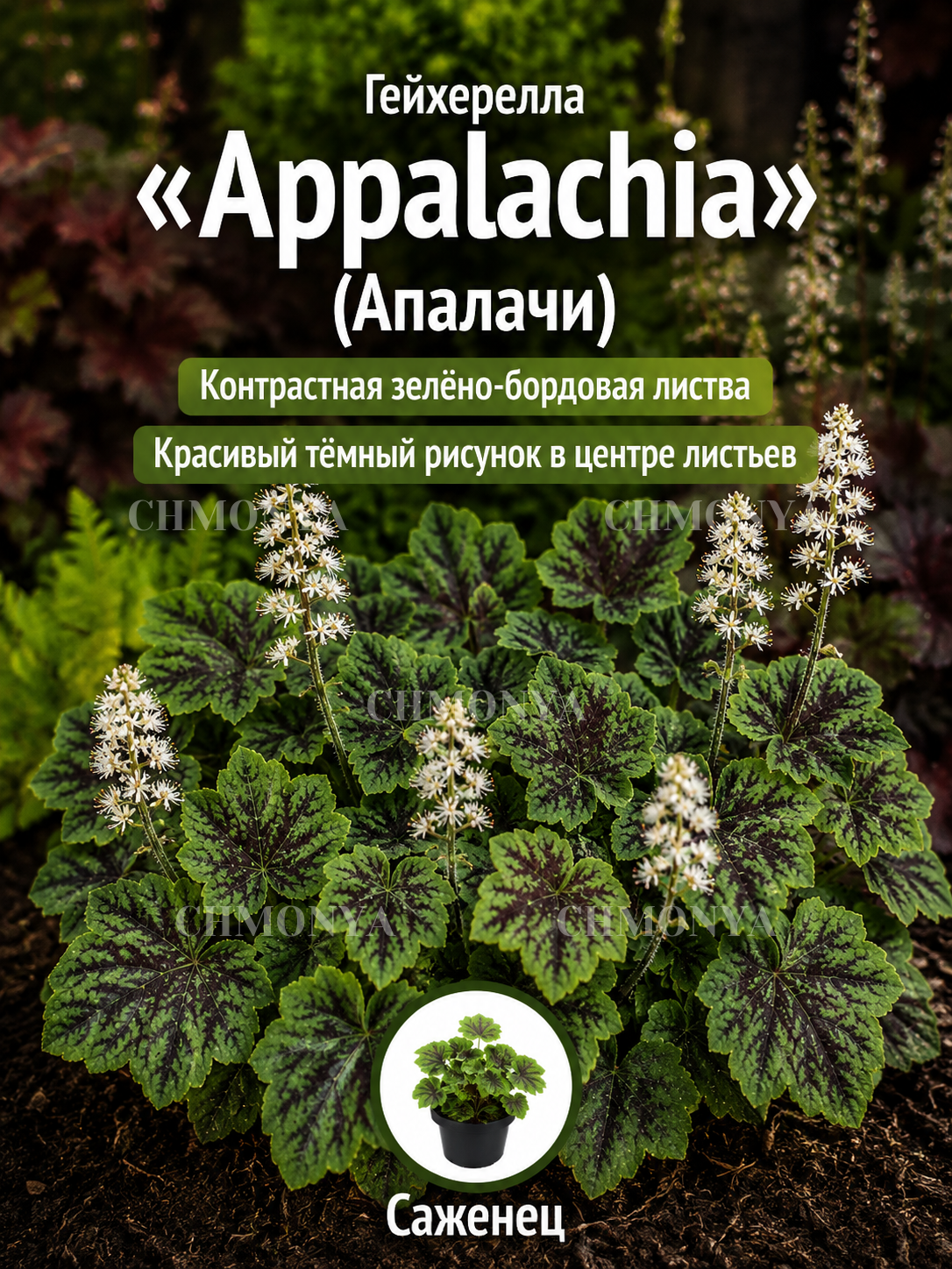 Гейхерелла Аппалачи