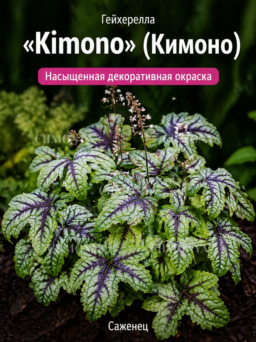 Гейхерелла Кимоно
