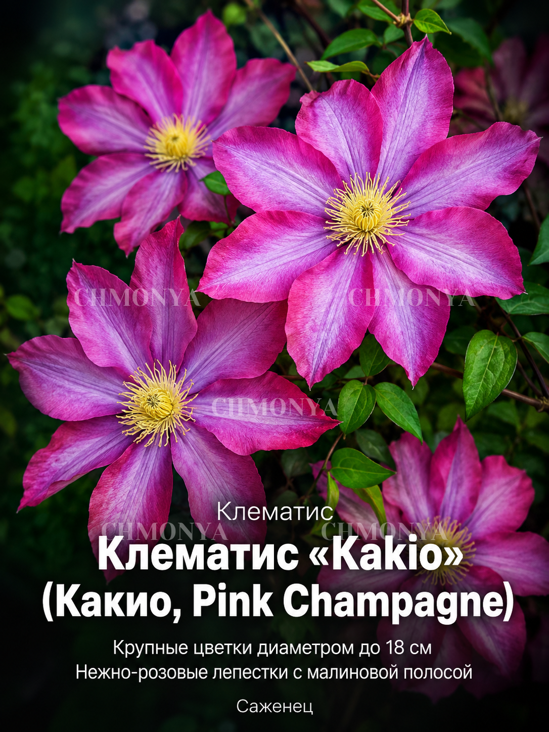 Клематис Какио