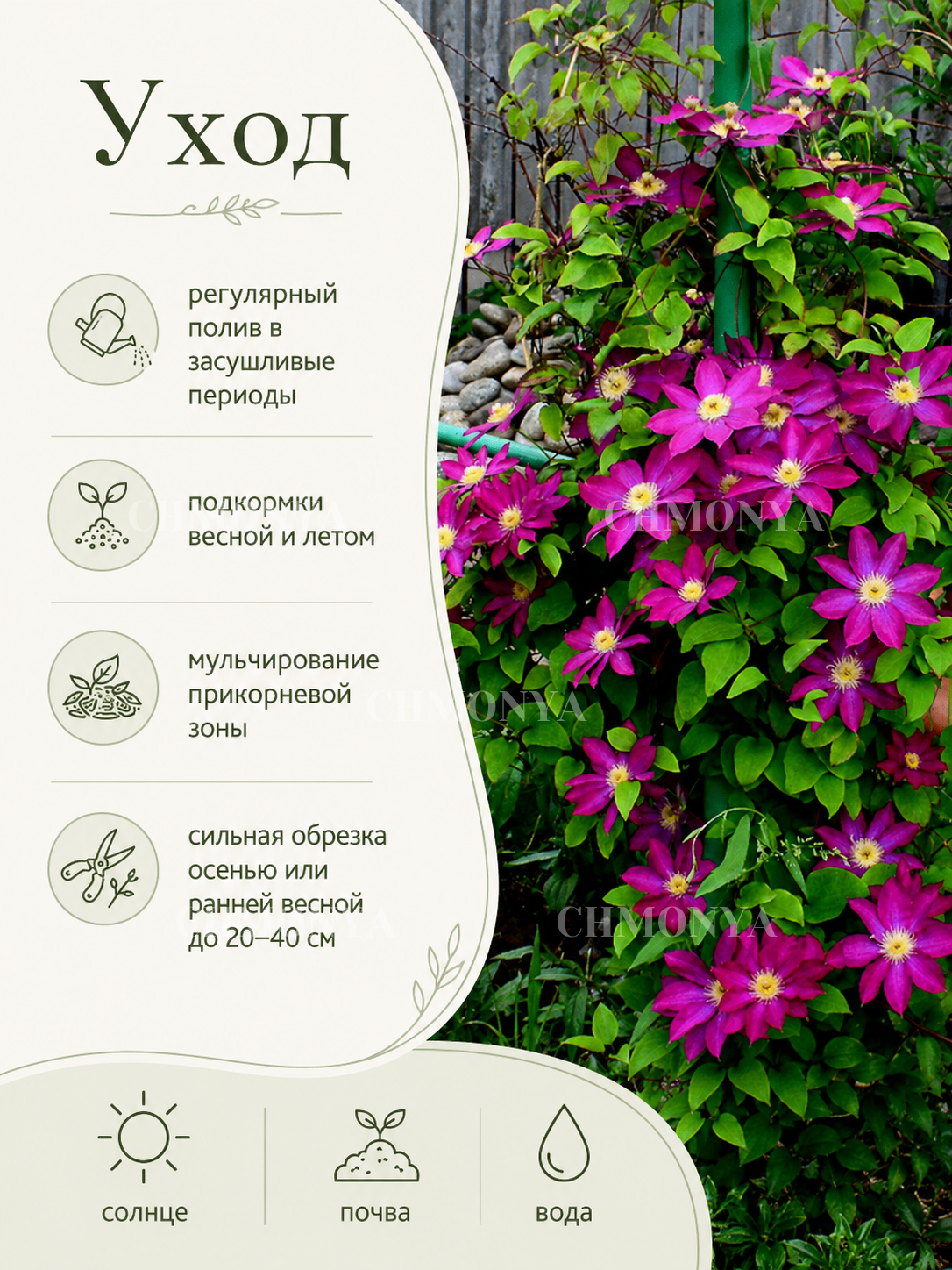 Клематис Какио
