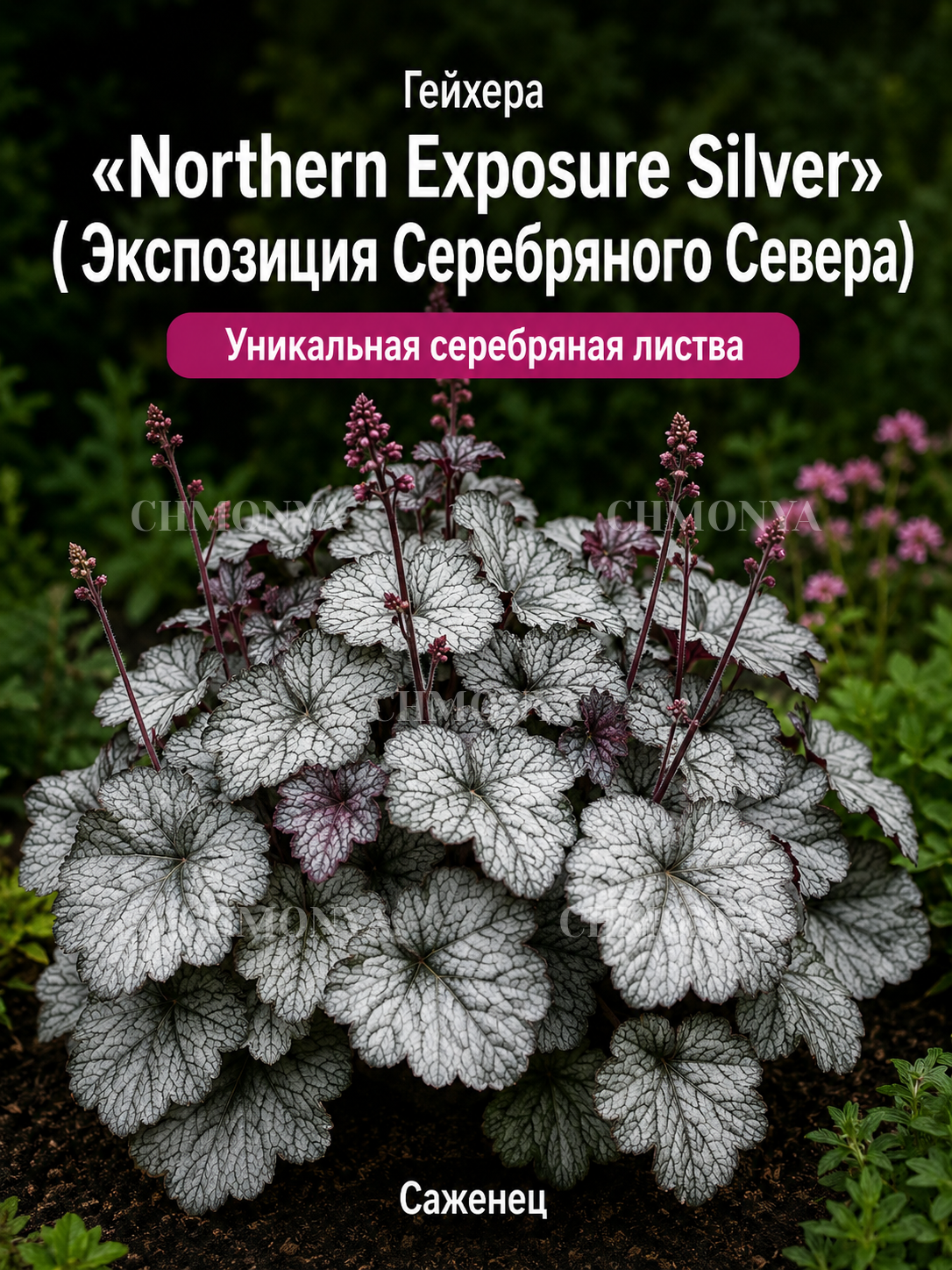 Гейхера Экспозиция Севера