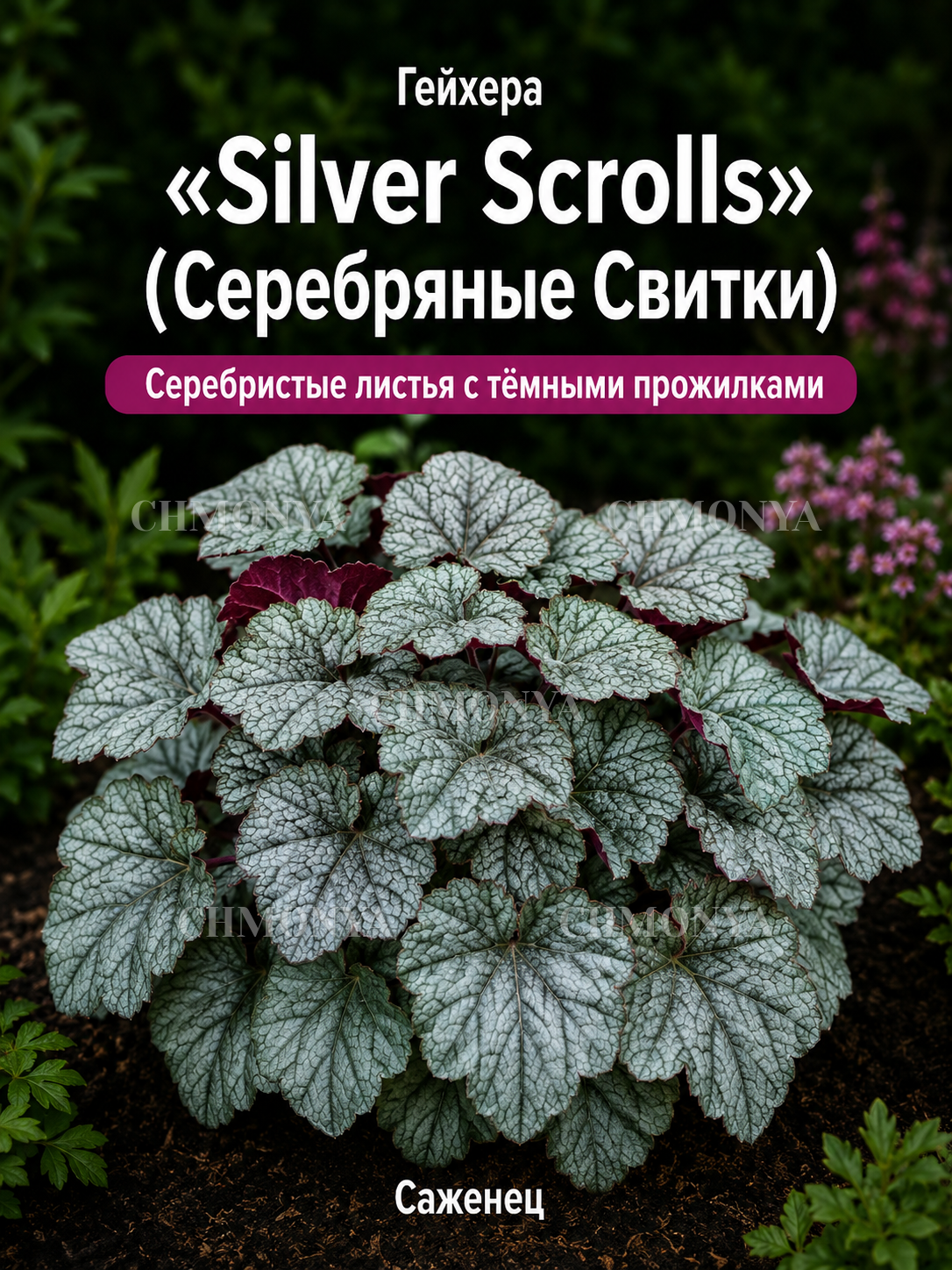 Гейхера Сильвер Скроллс