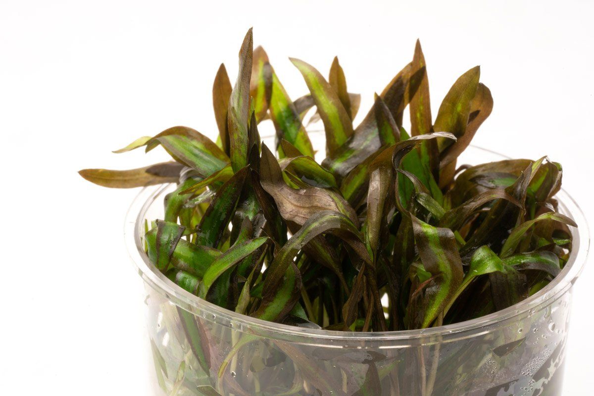 Криптокорина Афинис (Cryptocoryne Affinis)