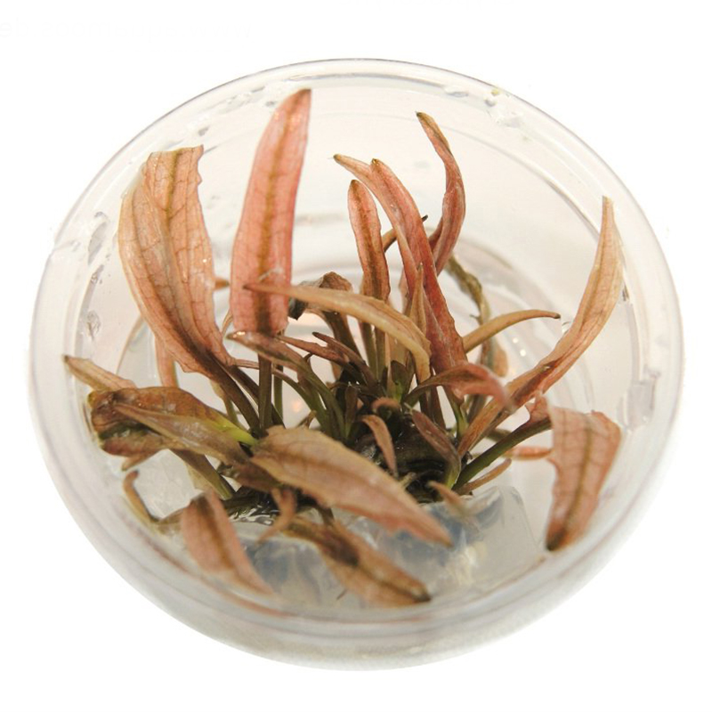 Криптокорина Фламинго (Cryptocoryne Flamingo)