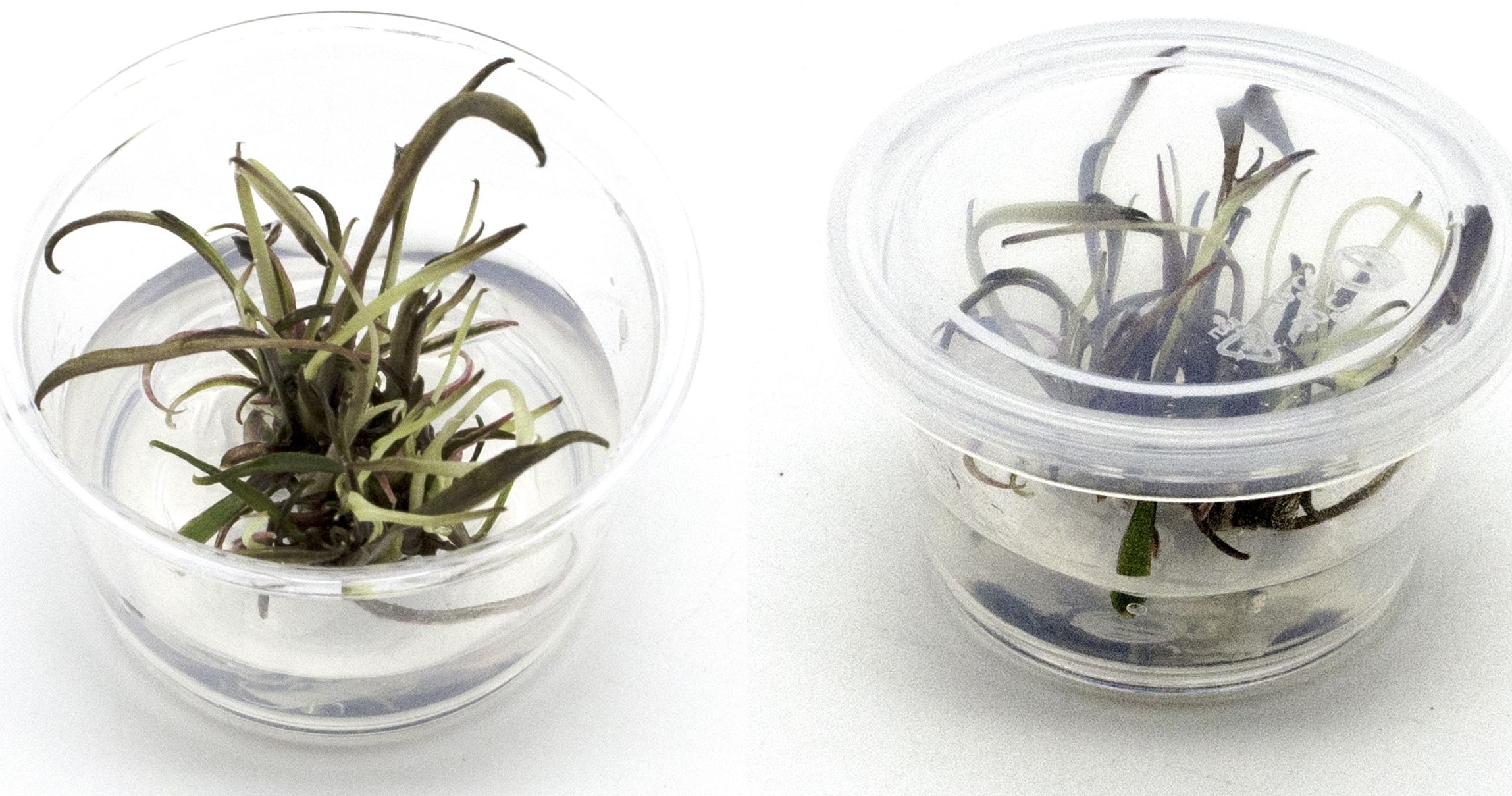 Криптокорина Нури (Cryptocoryne Nurii)