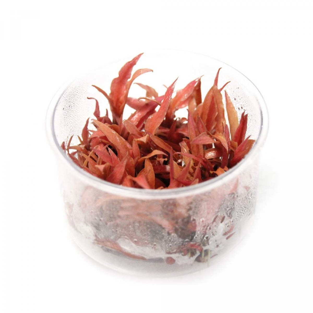 Криптокорина ребристая красная (Cryptocoryne albida red)