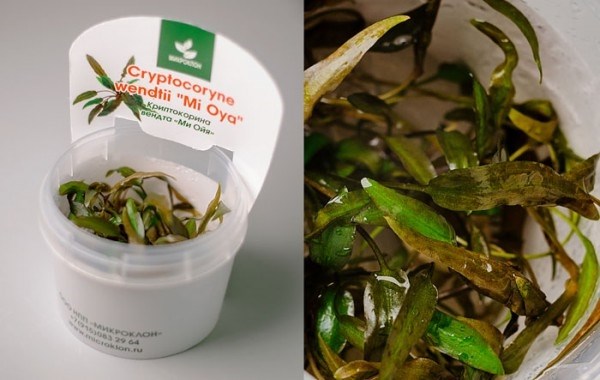 Криптокорина вендта "Ми Ойя (Cryptocoryne wendtii "Mi Oya)