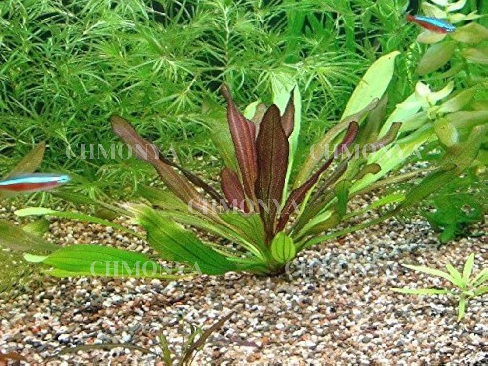Эхинодорус красный дъявол (Echinodorus 'Red Devil')